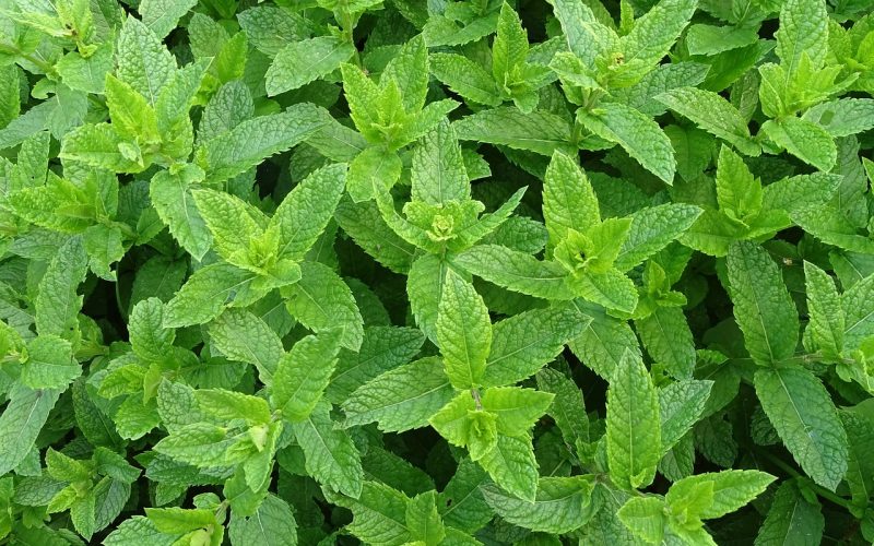 Different Types of Mint