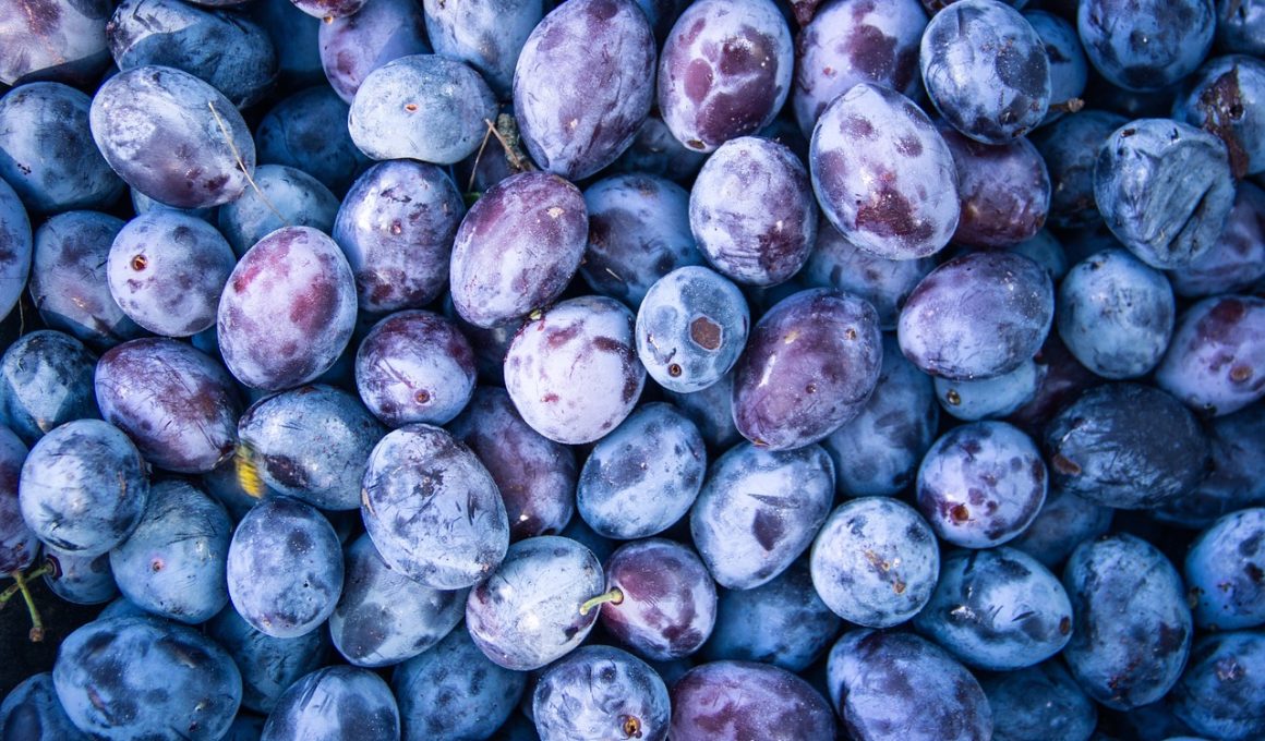 Different Types of Plums