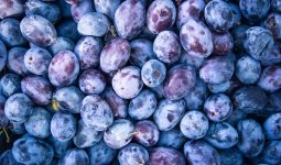 Different Types of Plums