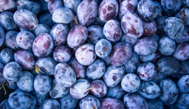 Different Types of Plums