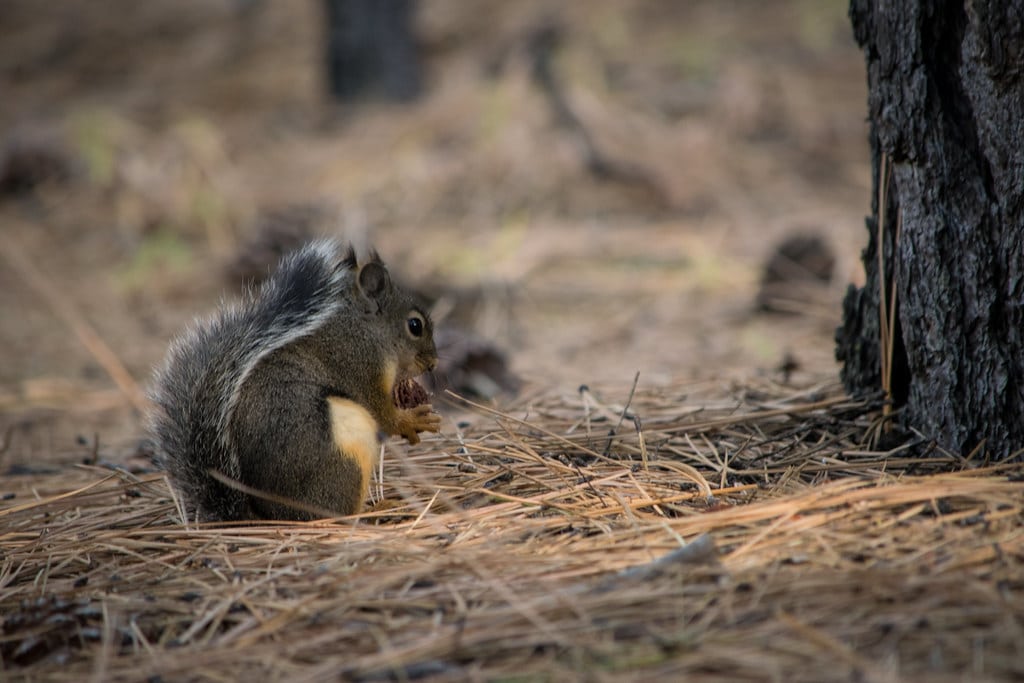 Douglas Squirrel