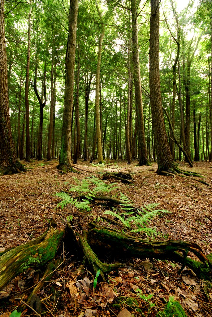 Eastern Hemlock Tree