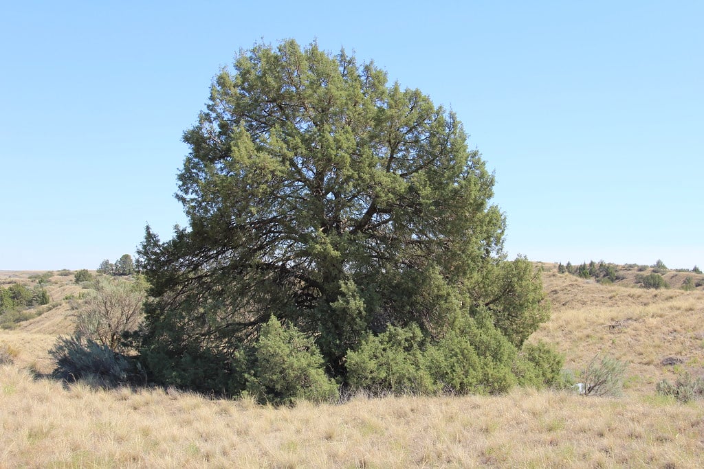 Eastern Juniper Tree