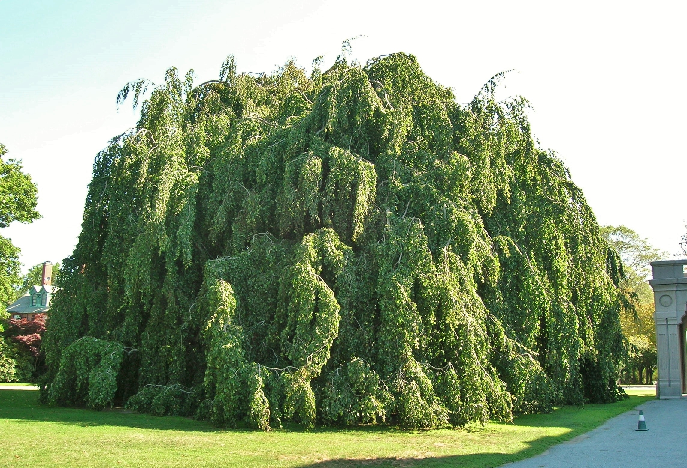 European Beech Tree