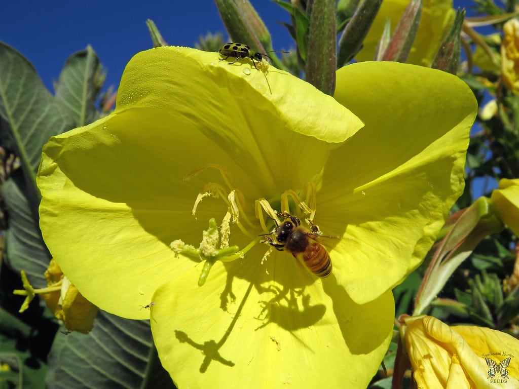 Evening Primrose