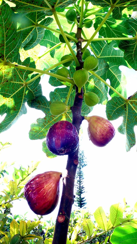 Fig Tree