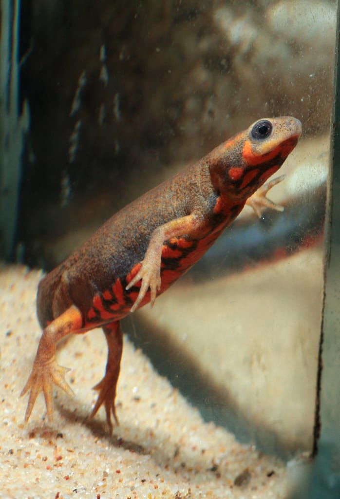 Fire Bellied Newt