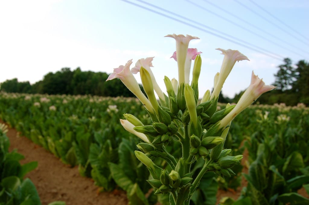 Flowering Tobacco