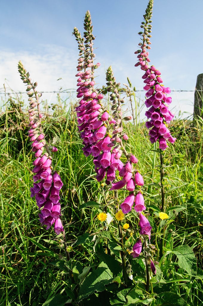 Foxglove