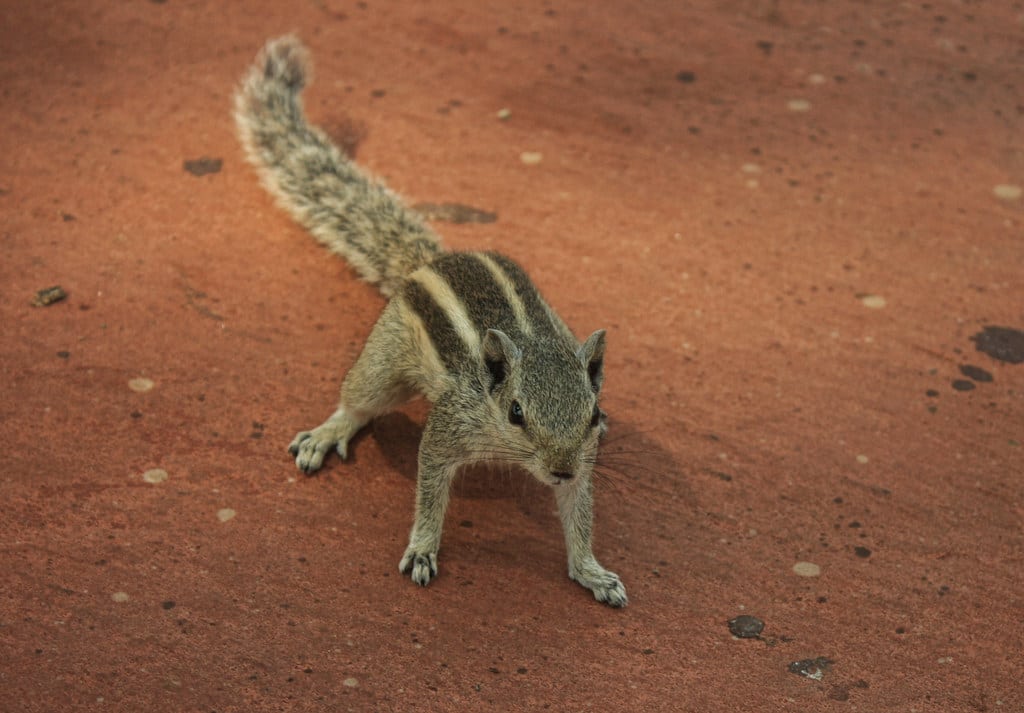 Funambulus