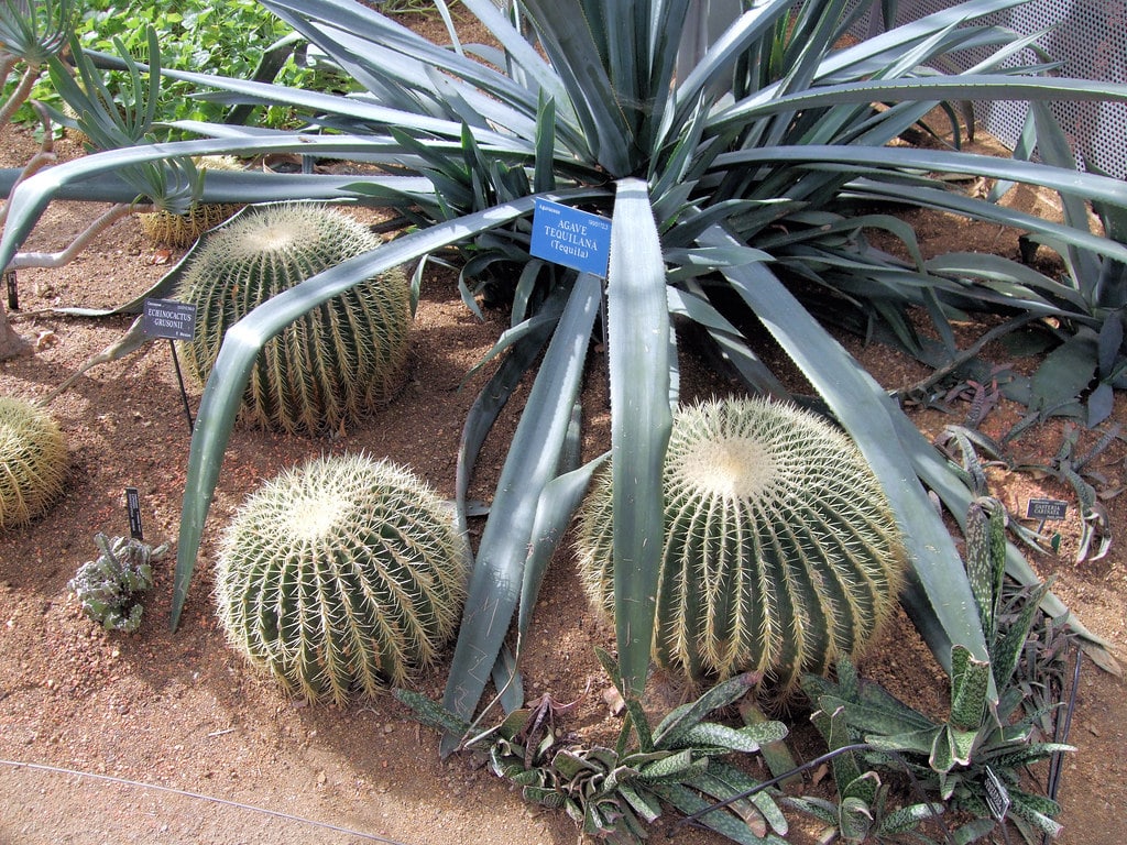 Golden Barrel Cactus