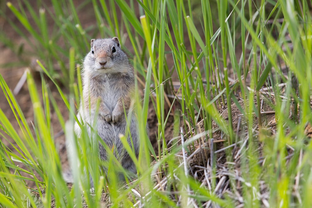 Ground Squirrel