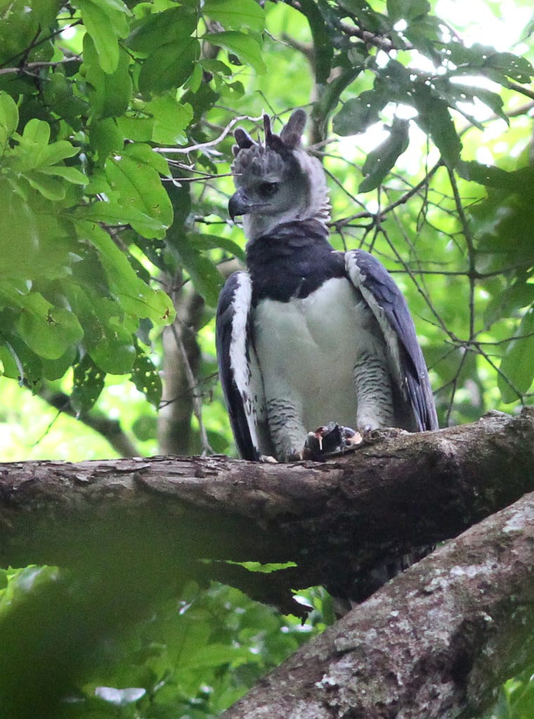 Harpy Eagle