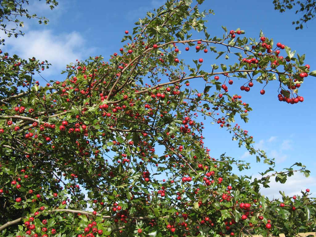 Hawthorn Tree