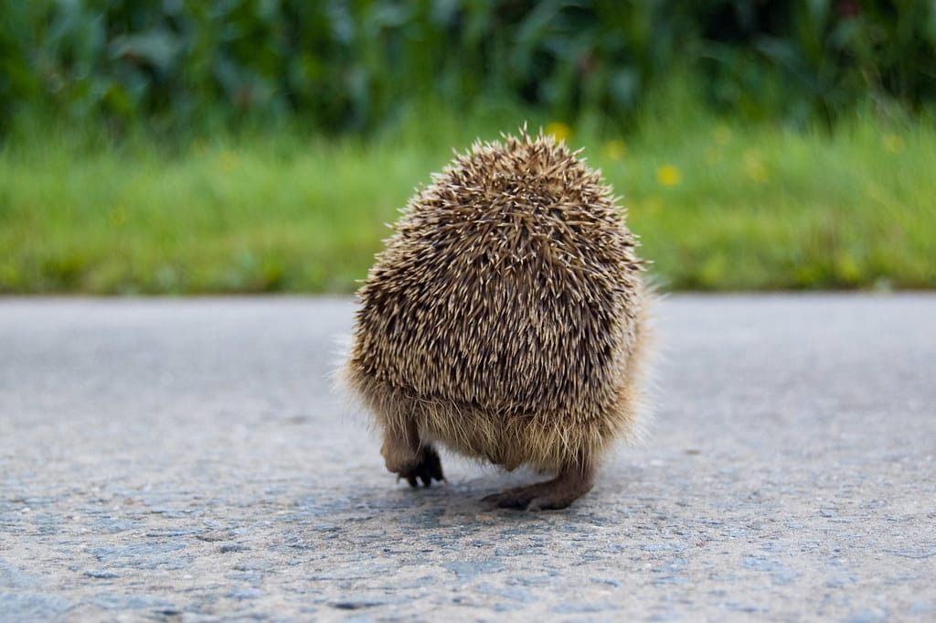 Hedgehog