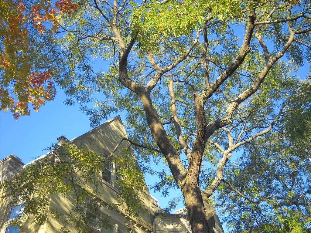 Honey Locust Tree