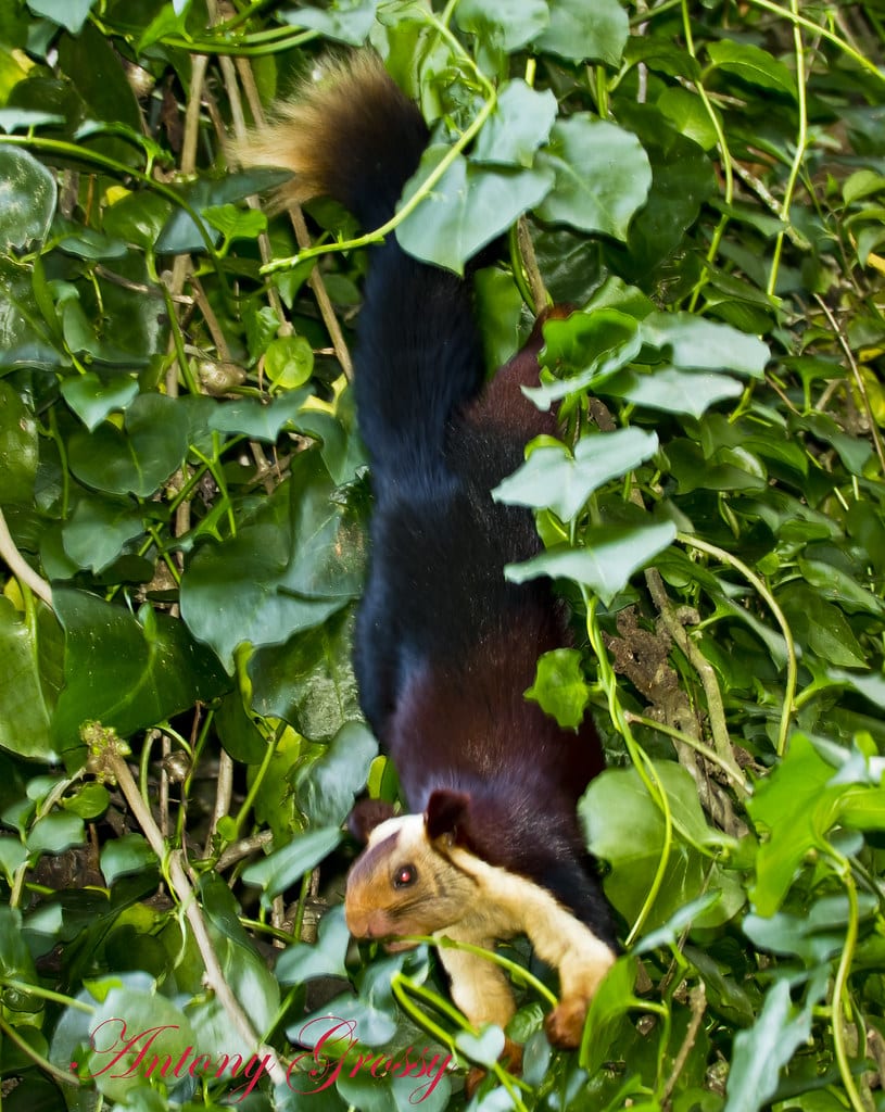 Indian Giant Squirrel