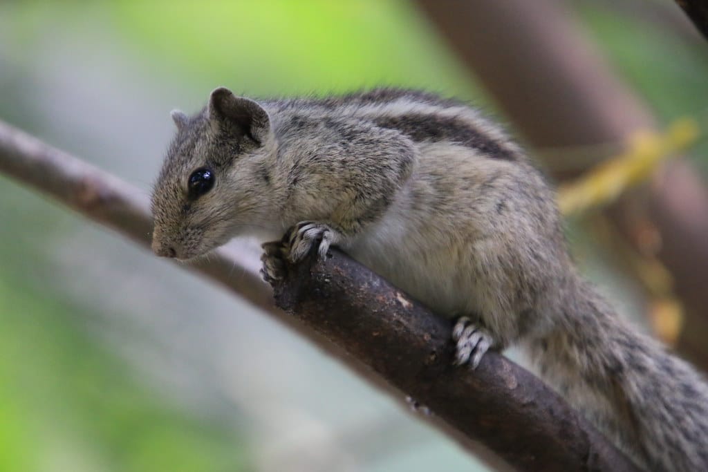 Indian Palm Squirrel