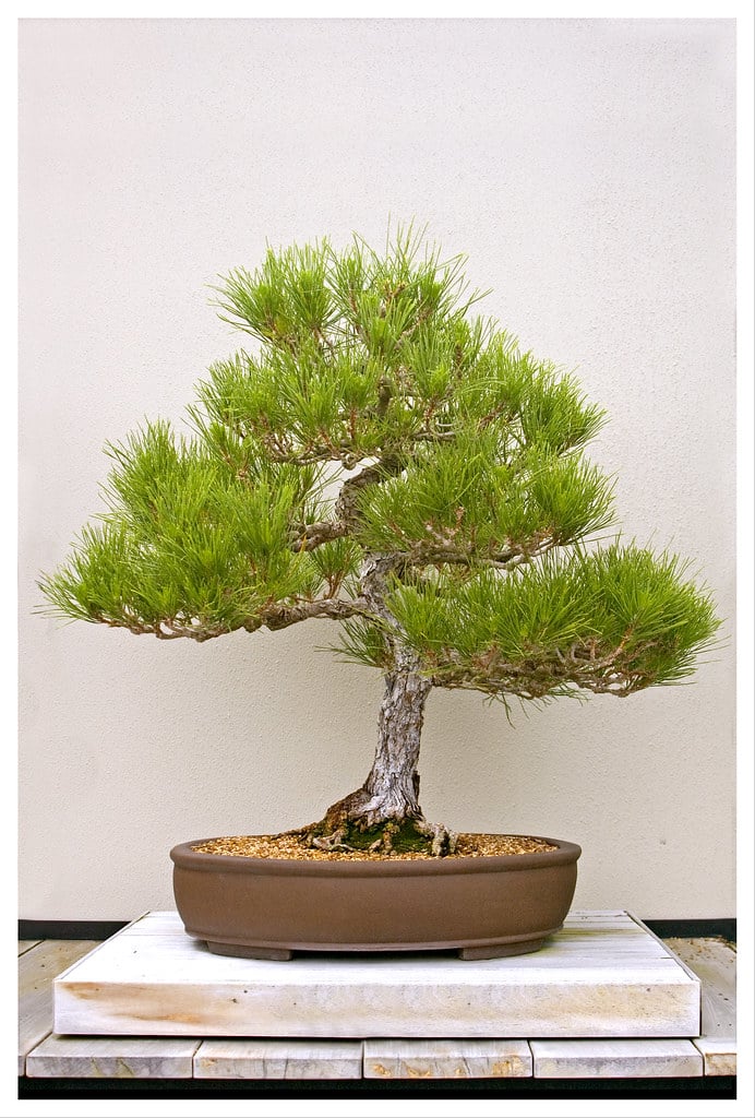 Japanese Black Pine