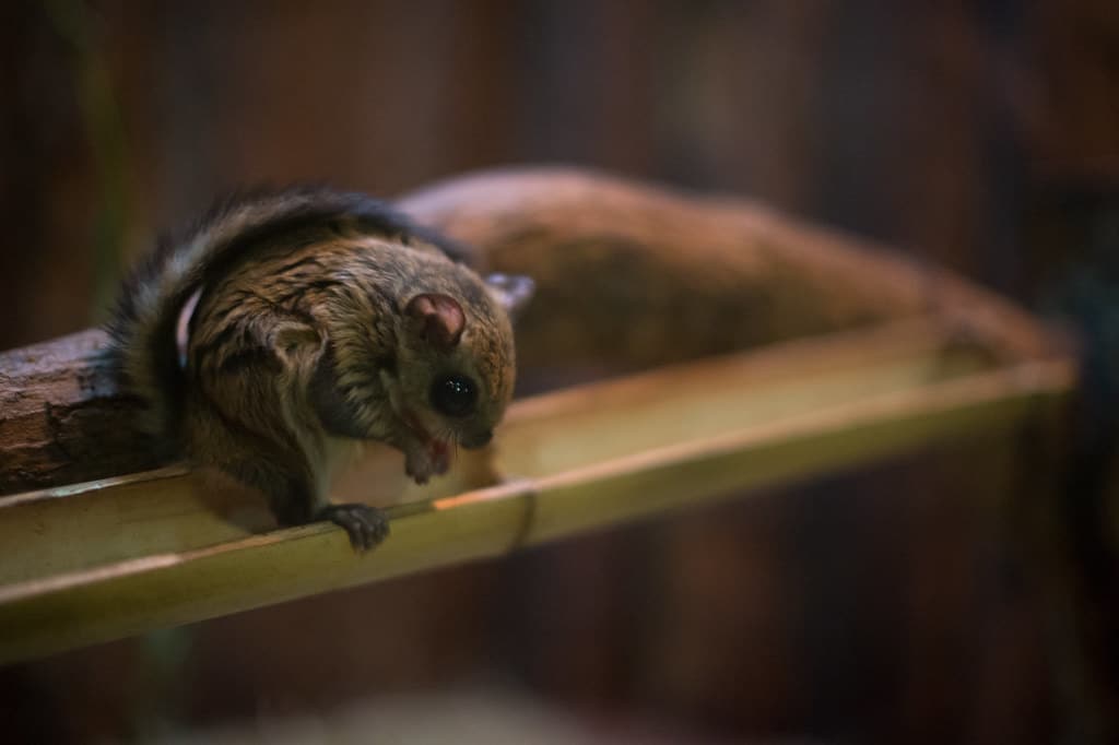 Japanese Dwarf Flying Squirrel