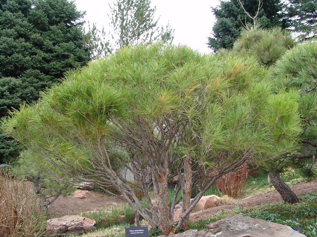 Japanese Red Pine