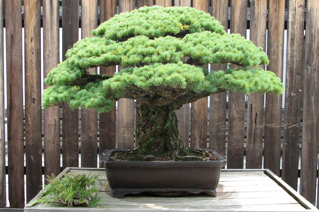 Japanese White Pine