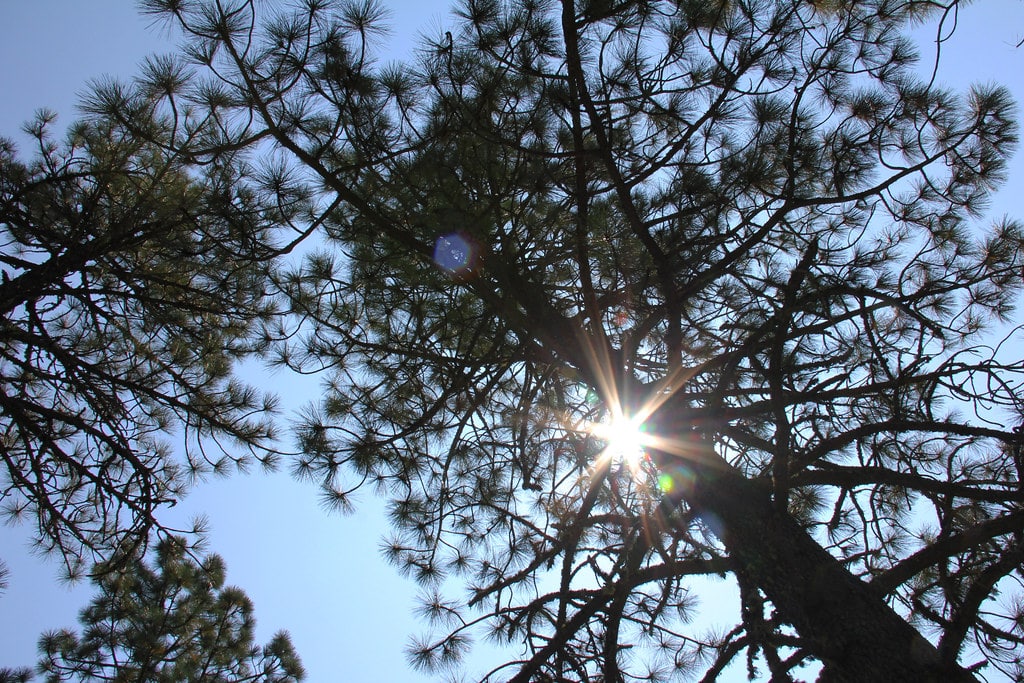 Jeffrey Pine