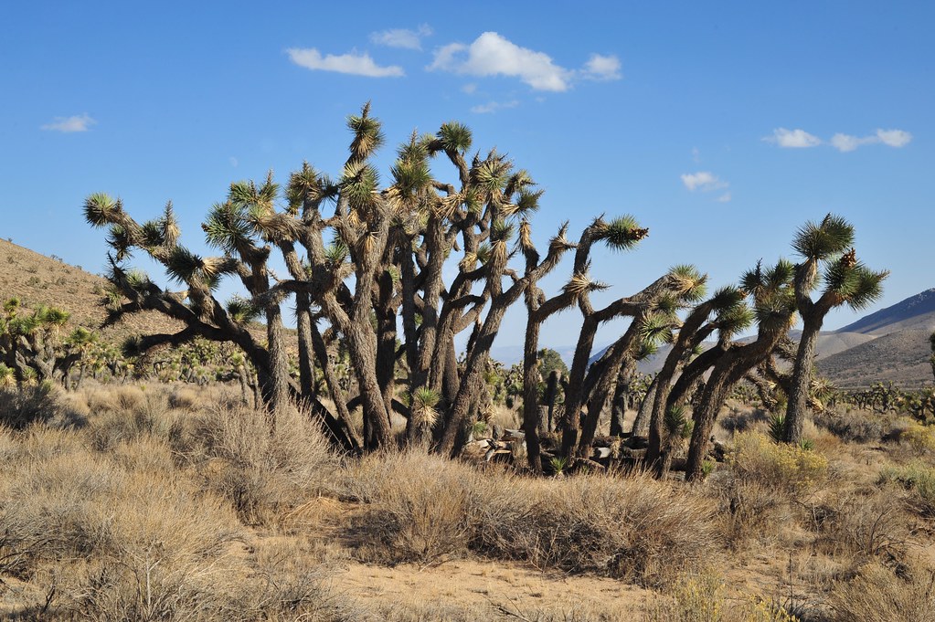 Joshua Tree