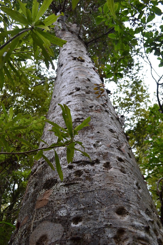 Kauri Tree