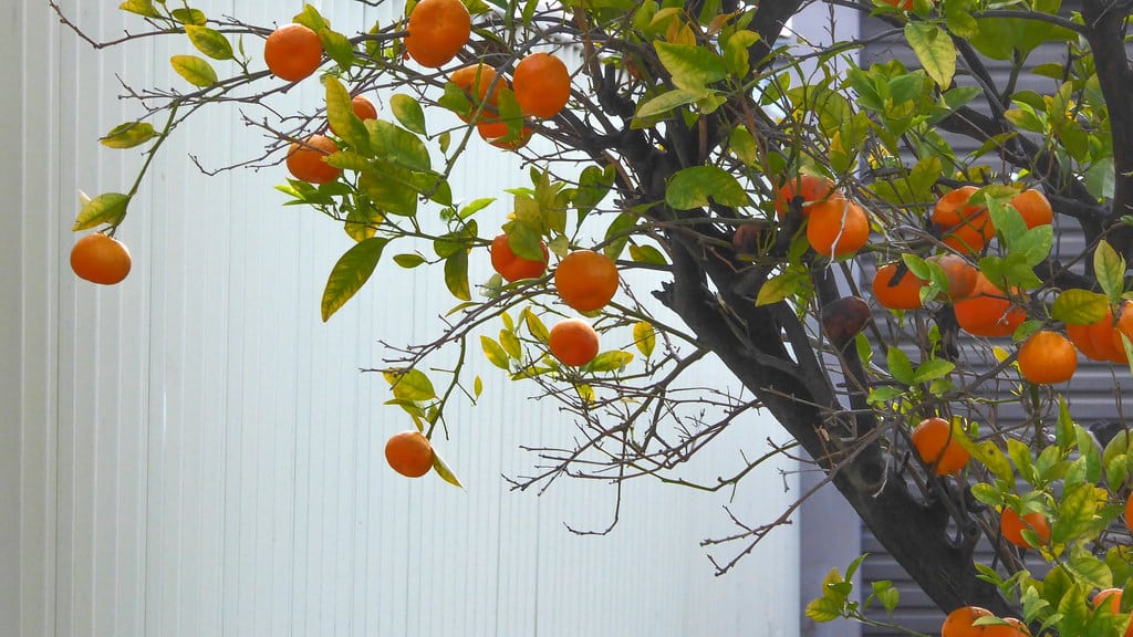 Kumquat Tree