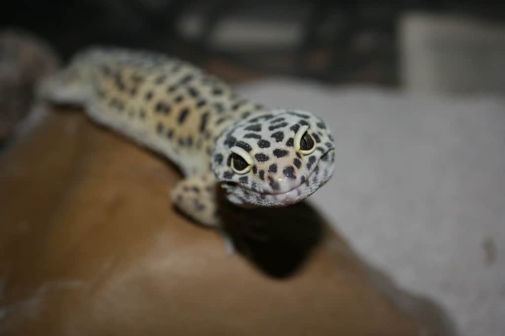 Leopard Gecko