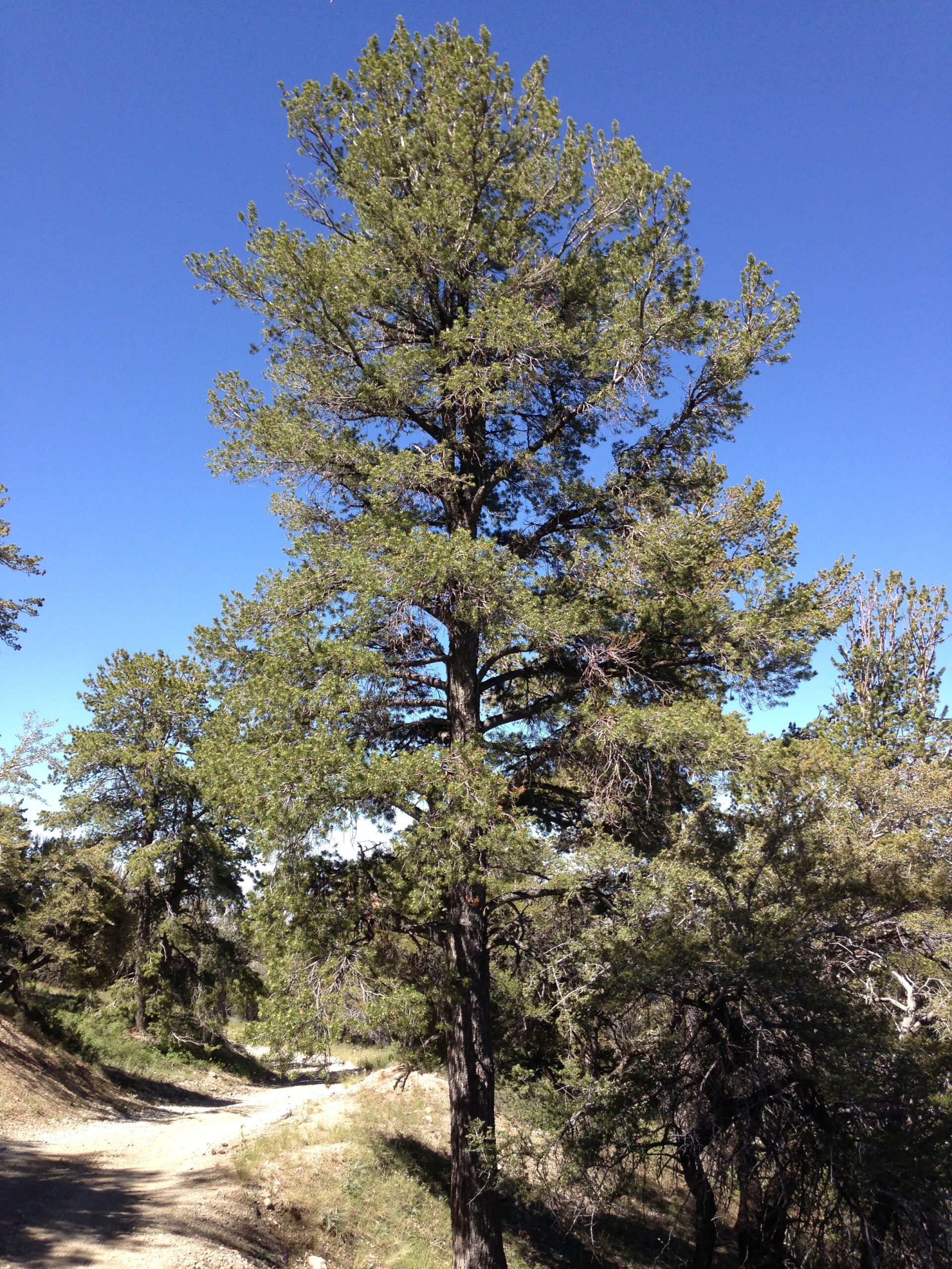 Limber Pine