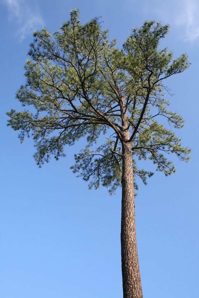 Loblolly Pine