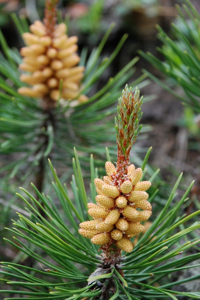 Lodgepole Pine