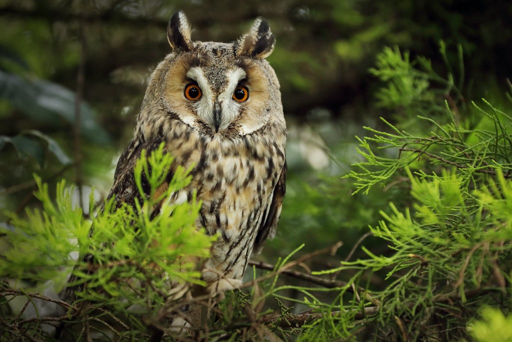 Long-eared Owl