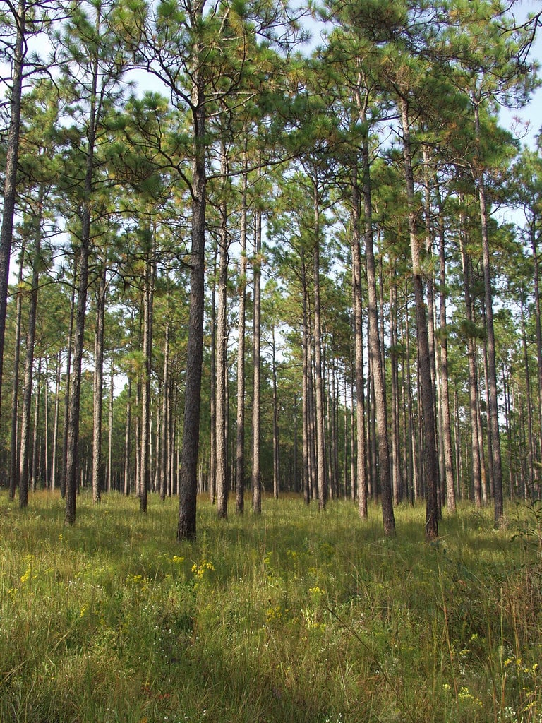 Longleaf Pine