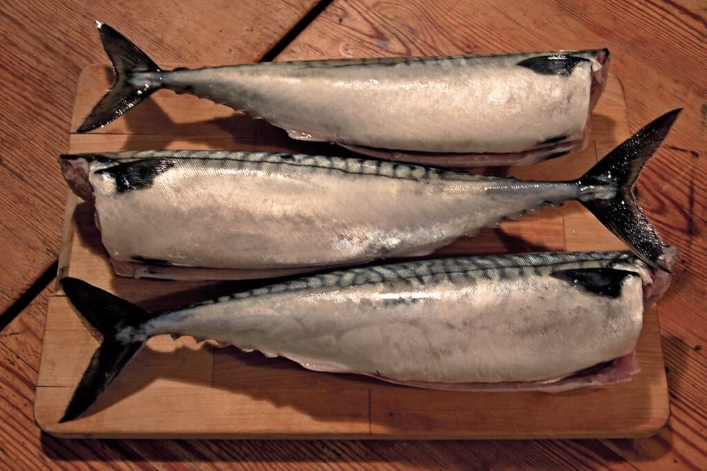 Mackerel