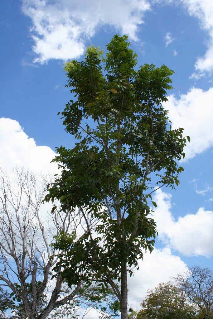 Mahogany Tree