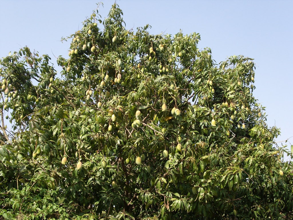 Mango Tree