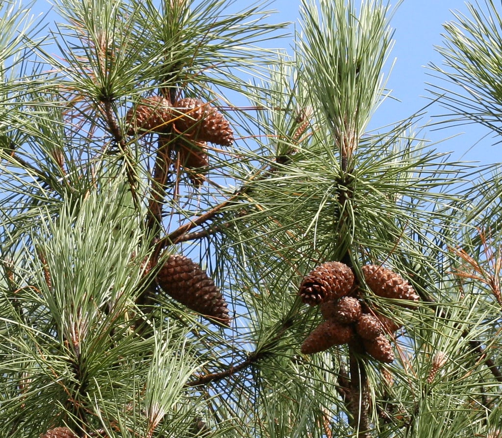 Maritime Pine