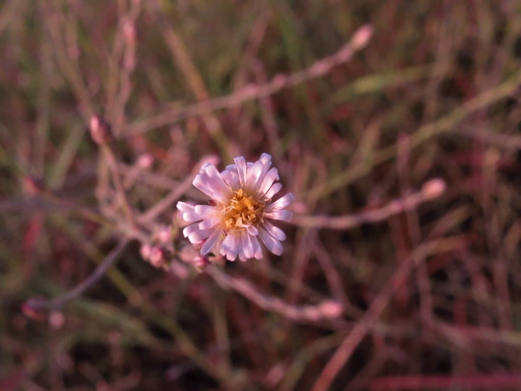 Marsh Aster