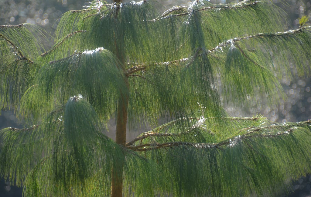 Mexican Weeping Pine