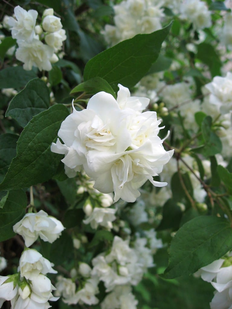 Mock Orange