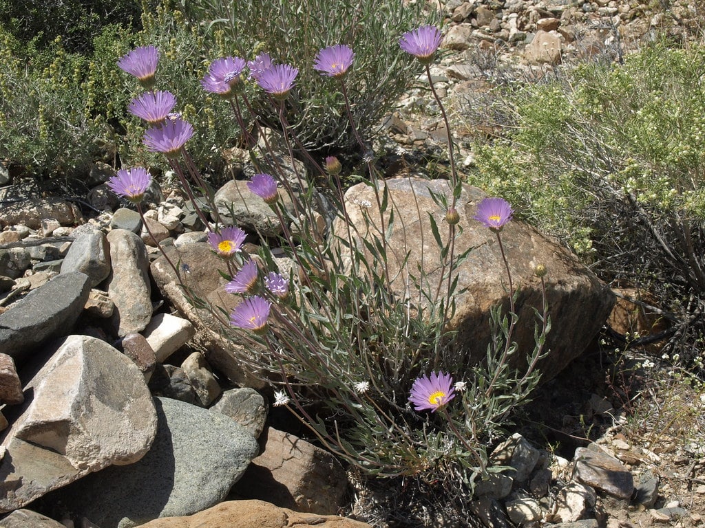 Mojave Aster