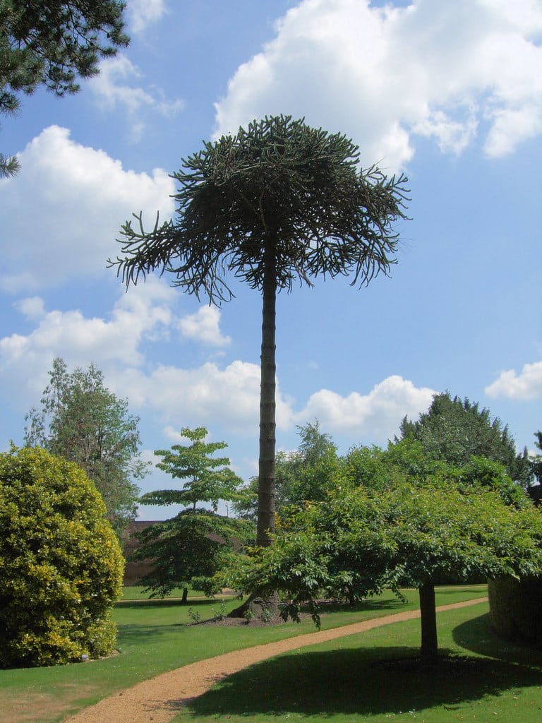 Monkey Puzzle Tree