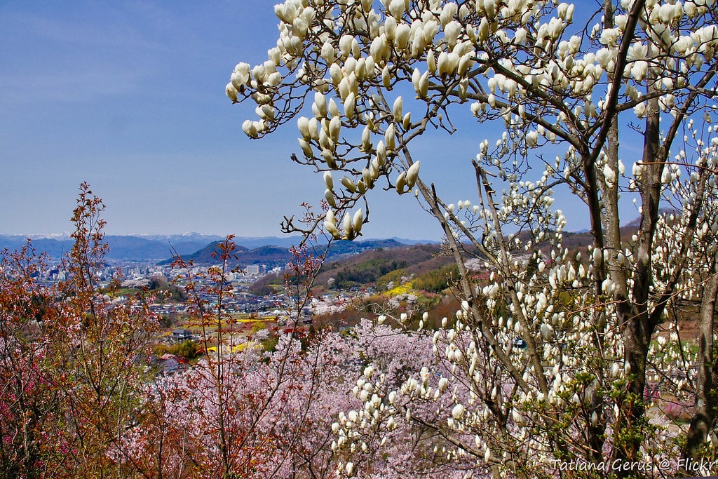 Mountain Magnolia Tree