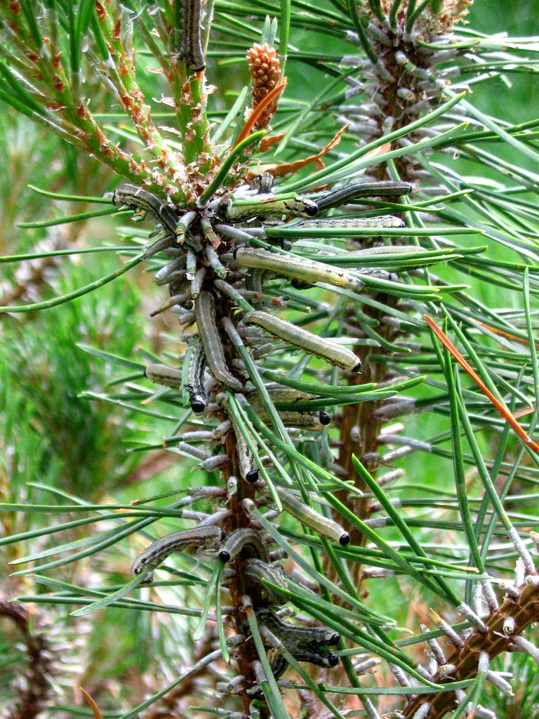 Mugo Pine