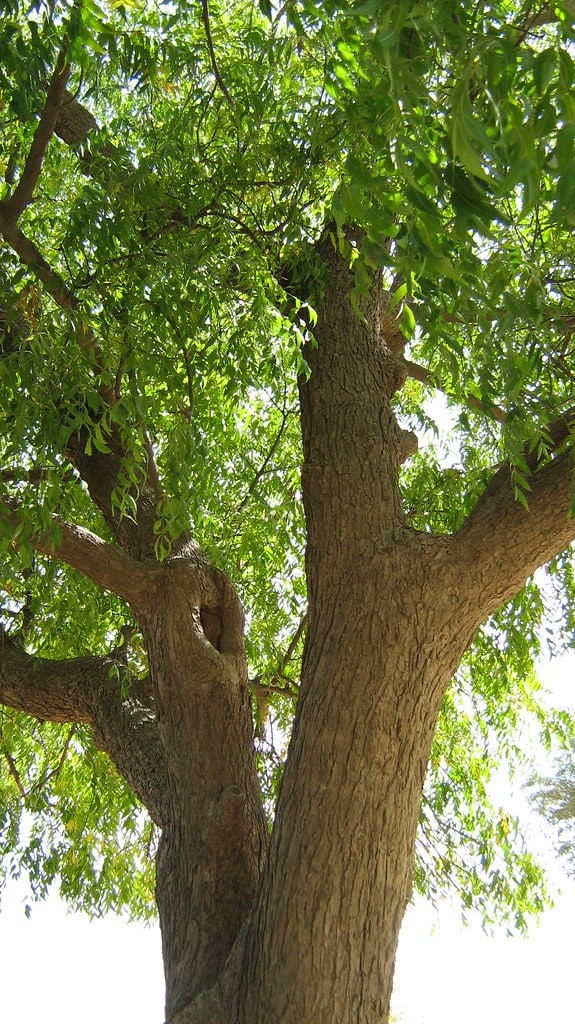 Neem Tree