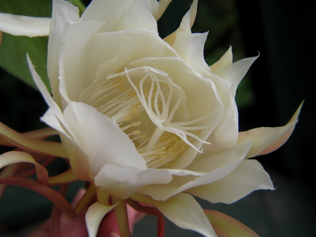 Night Blooming Cereus