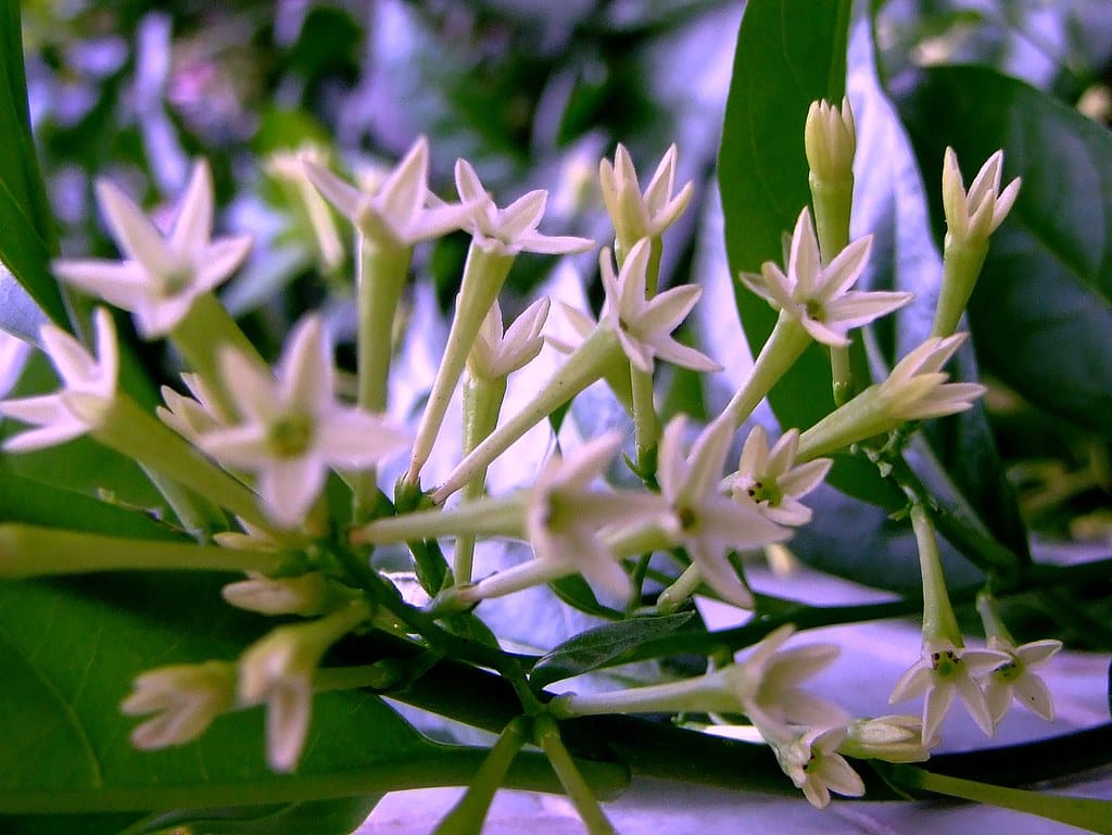 Night Blooming Jasmine